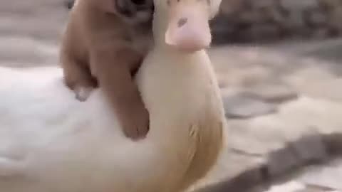 So cute duck and dog