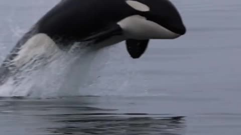 The only way to watch orcas: IN THE WILD!!