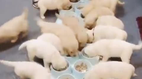 Feeding a litter of cute puppies | J777R