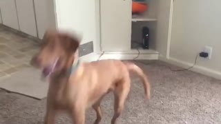 Happy dog jumps for joy