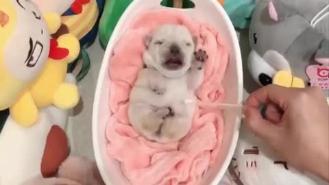 Baby cute dogs video
