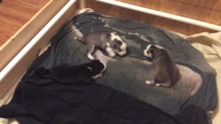Siberian Husky Puppies Howling and Playing