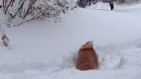 This is a dog that has never seen snow