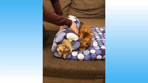 Awesome Funny Pet Animals Videos You Must Watch