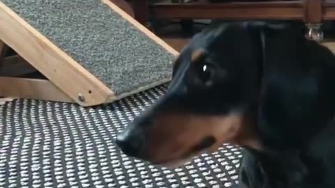 Obedient Mini Dachshund Puppy Performs Array Of Adorable Tricks