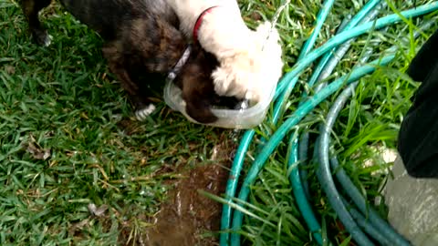 Puppy plays in water