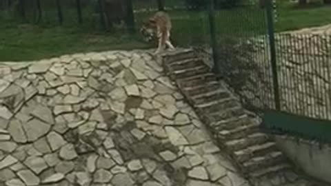 The zoo in the city of Izhevsk 2020 Russia Amur tiger