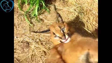 baby caracal