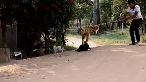 Funny Video Dog, Lion, Tiger