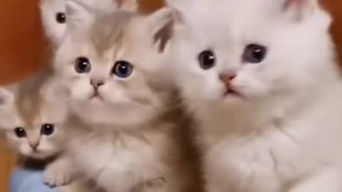 Cat funny video