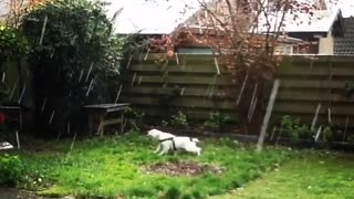 Bulldog Pup Boris sees Snow for the first time in his live!!!