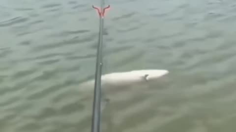 When the angler has no self-esteem