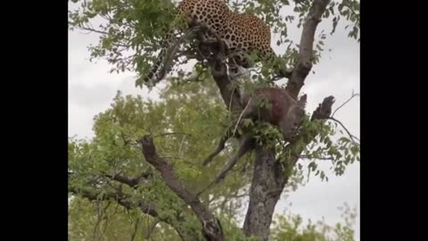 Leopard Drags Warthog Up Tree