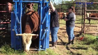 Herd Health: Working Registered Hereford Bulls