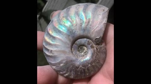 Ammonite Old Mollusk Jurassic Fossil