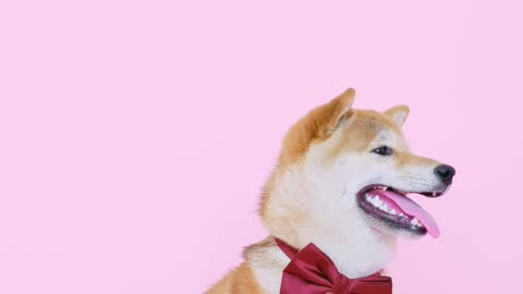cute dog pink