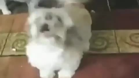 dog has fun and beautiful voice