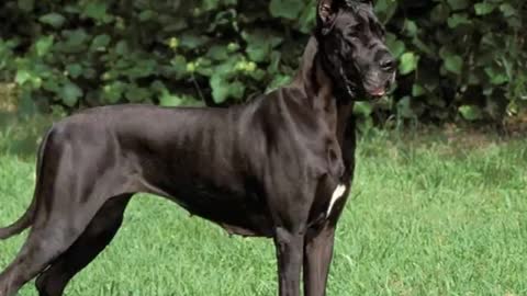 10 dangerous breed dogs