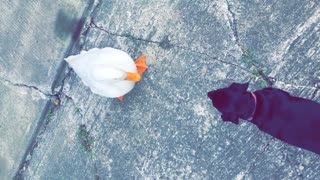 White duck tries to fight small black dog