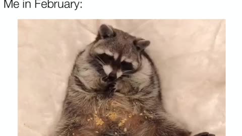 Raccoon perfectly recounts our failed New Years resolutions