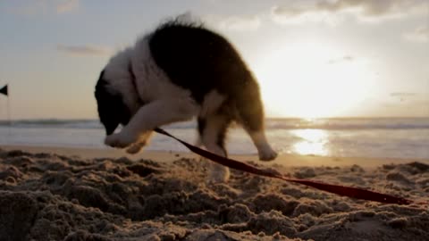 The puppy is playing in the sand!