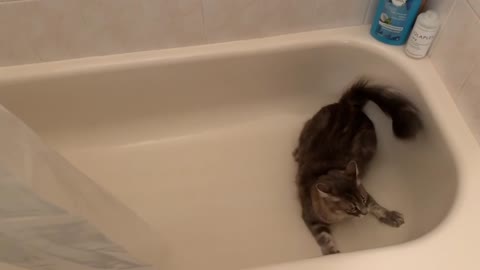 Then and now footage shows cat's love for bathtub zoomies