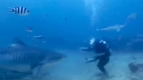 Tiger shark turns on diver