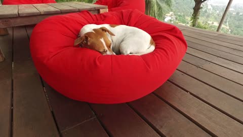 dog sleeps on a pillow in a cafe in the tropics