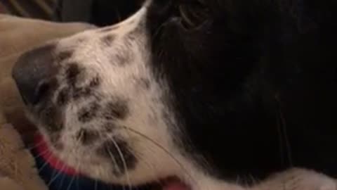 Black and white dog licks tongue weirdly