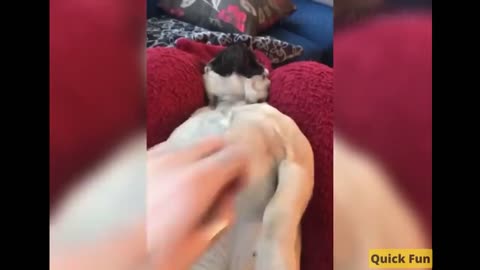 Dogs and Cats, Baby Pets Funny Videos