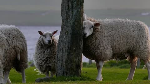 Flock of sheep Playing And Relaxing