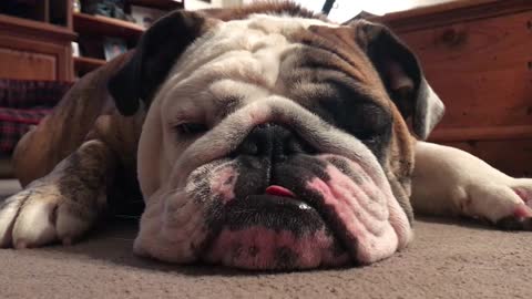 Adorable bulldog hates the appearance of the suitcase with a passion