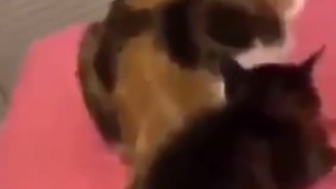 Funny cat Reacting to other.