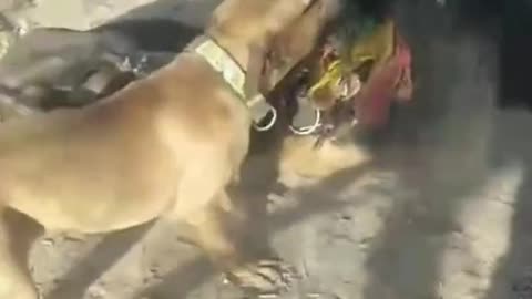 Are these dogs fighting? It's cruel to watch