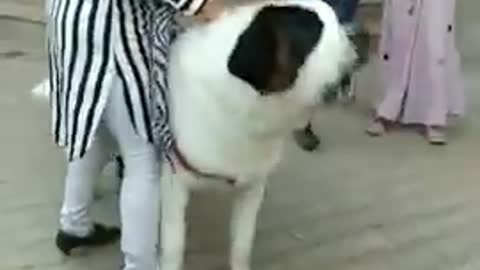 Dog video super