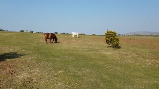 Wild ponies in Dartmoor.
