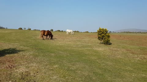 Wild ponies in Dartmoor.