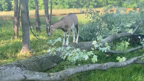 Goats Eating Cut Down Maple Tree 05.2022