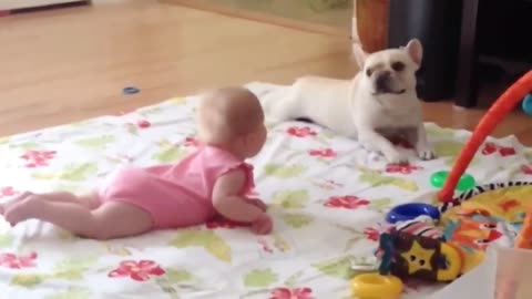 Dog Playing with Baby