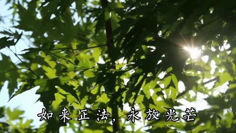 《如来正法 永放光芒》