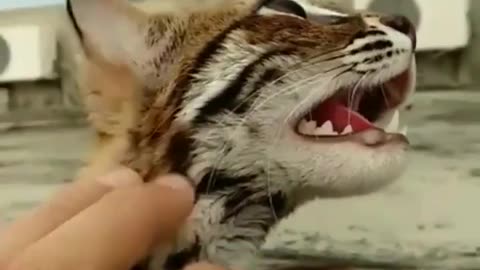 The Ocelot cat loves scratch and rubs too