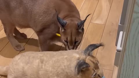 Pumbas_-clone_-steals_the food _-again-_cona!