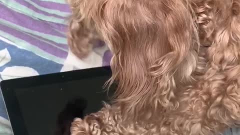 Dog Loves Gaming on Tablet