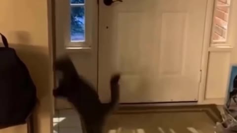 Insane parkour cat