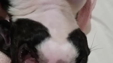 Too cute baby Boston Terrier takes a nap