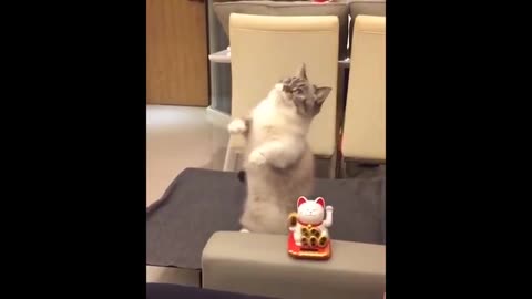 Cat Imitates