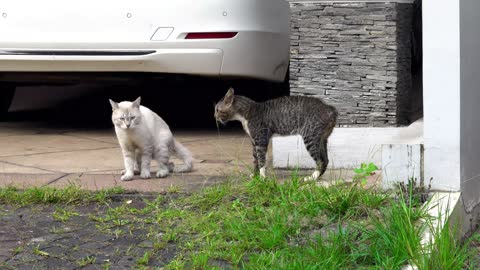 two cats talking will they reach an agreement