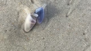 Hordes of Mini Clams Erupt from the Sands on Daytona Beach