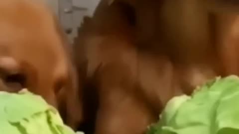 Cute dogs eating