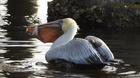 Brown Pelican Needing Rescue - We Got Him Help #NatureInYourFace